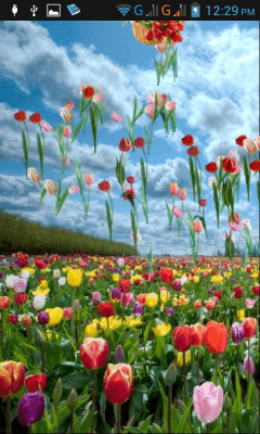 Скриншот приложения Тюльпаны - №4
