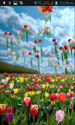 Скриншот приложения Тюльпаны - №6