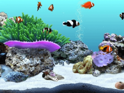 Скриншот приложения DigiFish Clownfish - №1