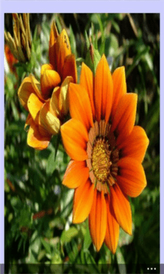 Скриншот приложения Flowers - №3