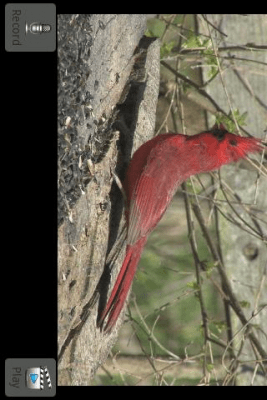 Скриншот приложения Talking Bird - №1