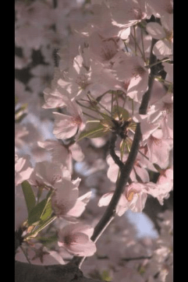 Скриншот приложения Flower Wind - №2