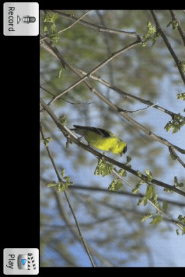 Скриншот приложения Singing Bird - №1