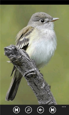 Скриншот приложения Birds Guide - №5