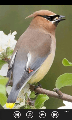 Скриншот приложения Birds Guide - №6