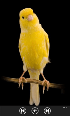 Скриншот приложения Parrot Guide - №4