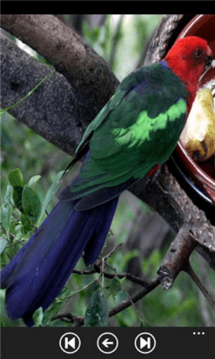 Скриншот приложения Parrot Guide - №5