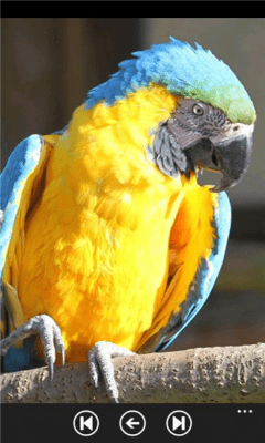 Скриншот приложения Parrot Guide - №6