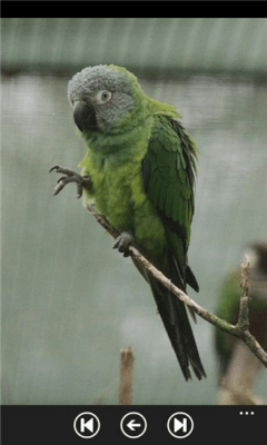 Скриншот приложения Parrot Guide - №8