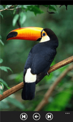 Скриншот приложения Parrot Species - №6