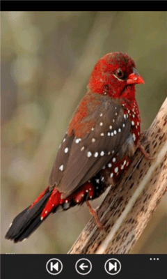 Скриншот приложения Parrot Species - №7