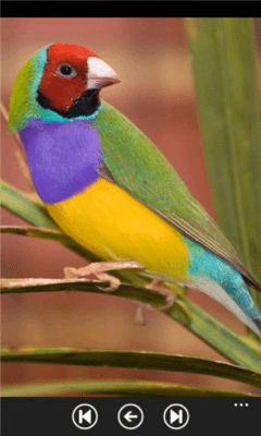 Скриншот приложения Parrot Species - №8