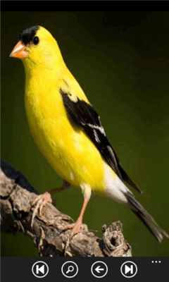 Скриншот приложения Bird Breeds - №6