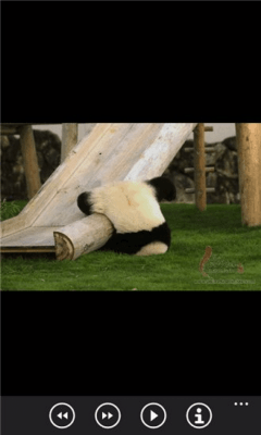 Скриншот приложения Милые панды бесплатно - №3