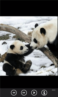 Скриншот приложения Милые панды бесплатно - №5
