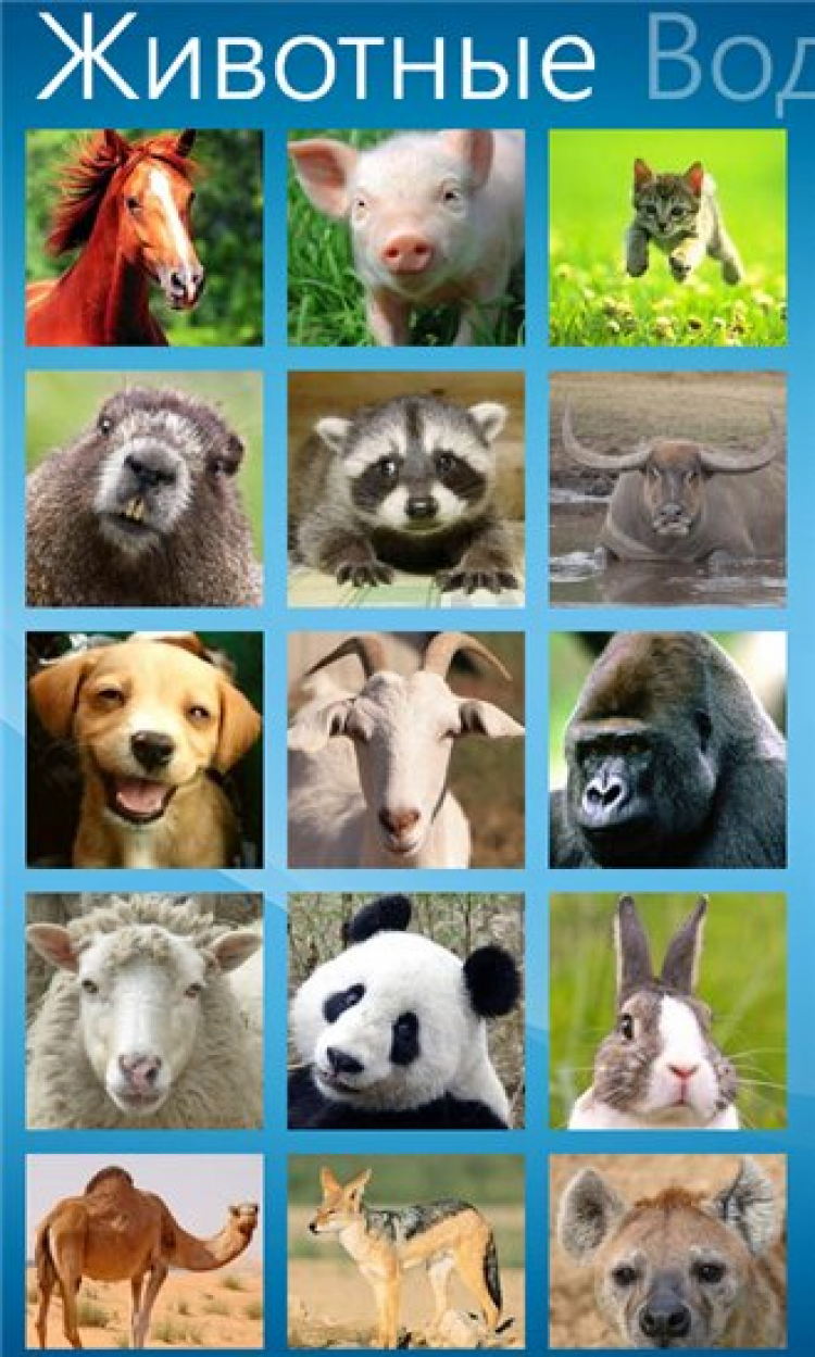 Громкие животные звуки. Животные приложение. Звуки животных. Звуки разных животных. Звуки животных для малышей.