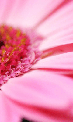 Скриншот приложения Daisy Wallpapers - №3