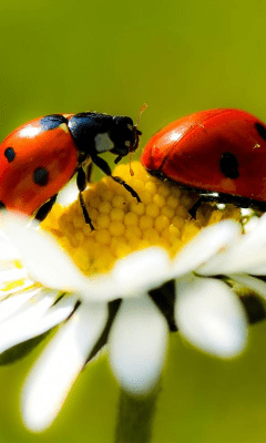 Скриншот приложения Daisy Wallpapers - №4