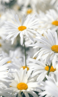 Скриншот приложения Daisy Wallpapers - №5