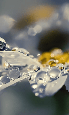 Скриншот приложения Daisy Wallpapers - №6