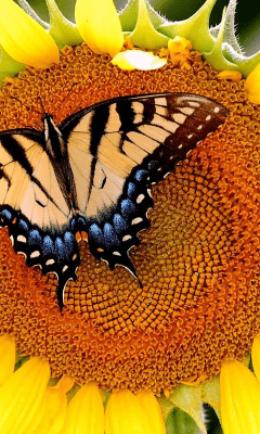 Скриншот приложения Sunflower Wallpapers - №3