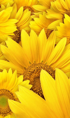 Скриншот приложения Sunflower Wallpapers - №4