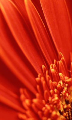 Скриншот приложения Sunflower Wallpapers - №7