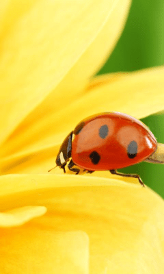 Скриншот приложения Sunflower Wallpapers - №8