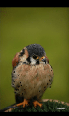 Скриншот приложения PhotoDom - №6