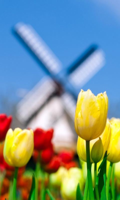 Скриншот приложения Tulip Wallpapers - №3