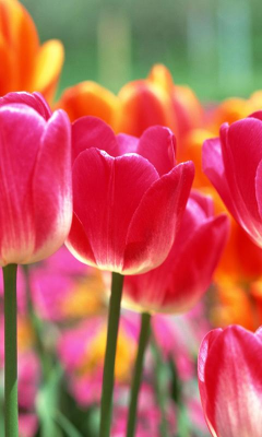 Скриншот приложения Tulip Wallpapers - №5