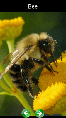 Скриншот приложения Звуки животных для детей - №7