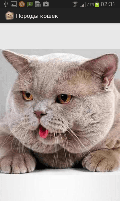 Скриншот приложения Породы кошек - №4