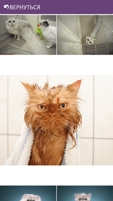 Скриншот приложения Смешные Котики - №3