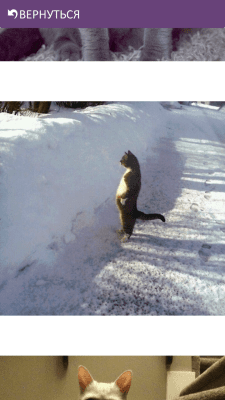 Скриншот приложения Смешные Котики - №4