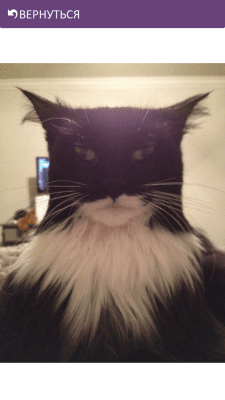 Скриншот приложения Смешные Котики - №5