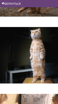 Скриншот приложения Смешные Котики - №6