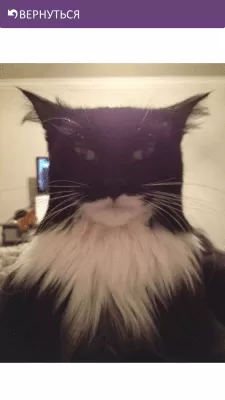 Скриншот приложения Funny Cats - №5