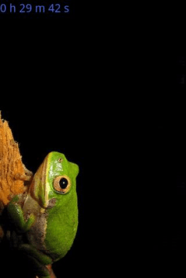 Скриншот приложения Crickets - №3