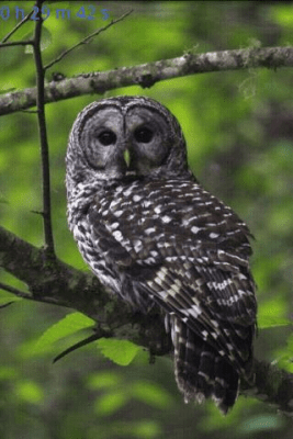 Скриншот приложения Crickets - №4