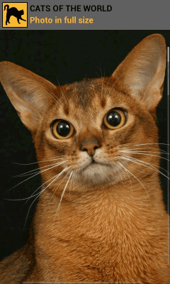 Скриншот приложения Кошки со всего света - №5