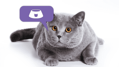 Скриншот приложения Кошачий Переводчик - №4