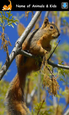 Скриншот приложения Изучаем Звуки Животных - №6
