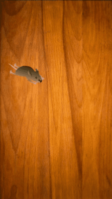 Скриншот приложения Game For Cats - №3