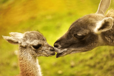 Скриншот приложения Cute Baby Animals Pictures - №4