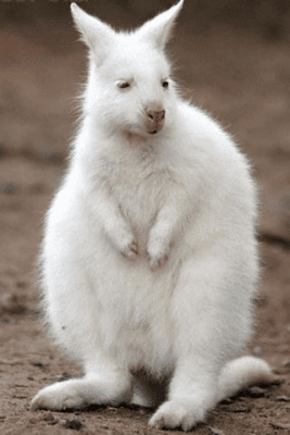 Скриншот приложения Cute Baby Animals Pictures - №5