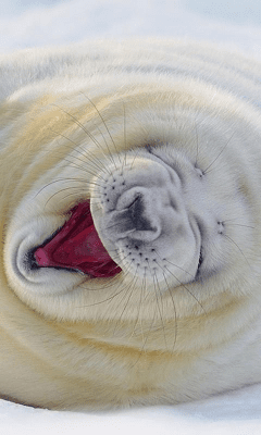 Скриншот приложения Funny Animals Wallpapers #1 - №4