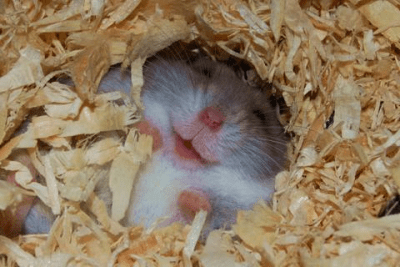 Скриншот приложения Funny Animals Wallpapers #1 - №5