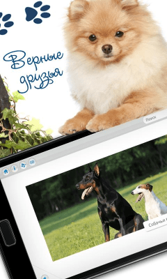 Скриншот приложения Мои питомцы. Собаки Lite - №3