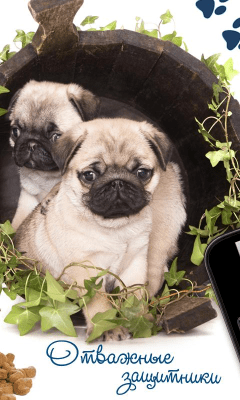 Скриншот приложения Мои питомцы. Собаки Lite - №4